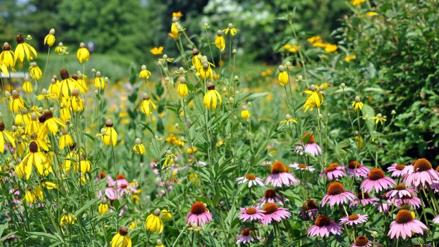 Don't Worry: July is Still Perfect for Planting