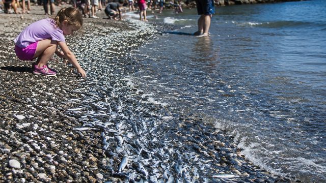 Summer's Arrival: Capelin Run Invites Beachgoers to Middle Cove | pemain bola korea, infinix 4d slot