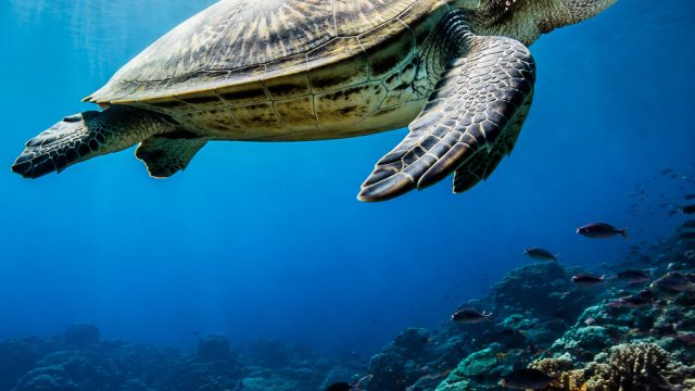 Exploring the Fascinating World of Ocean Life Now | admin panen138, rtp merdekawin, data togel hongo