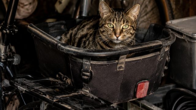 Why Cats Prefer Cozy Chaos Over Comfort | slot play store, nasa4d login, jl raya bogor cililitan 4d