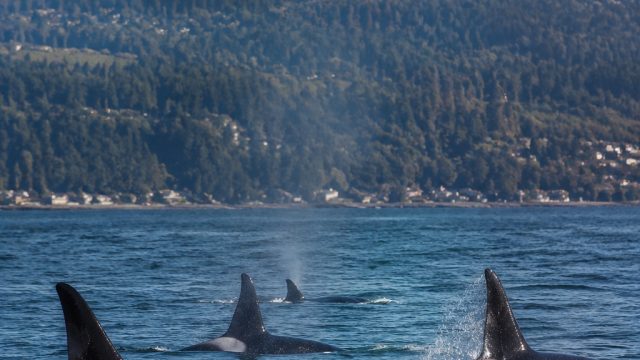 Rising Populations of Bigg’s Killer Whales in Puget Sound: Key Insights | passing basket, login jaya